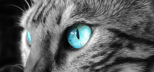 Ruby, Katze - Nahaufnahme - s/w