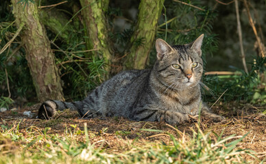Naklejka na ściany i meble tabby cat laying on ground under tree