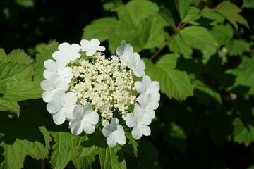 Single corymb of white flowers of Viburnum opulus in mid May