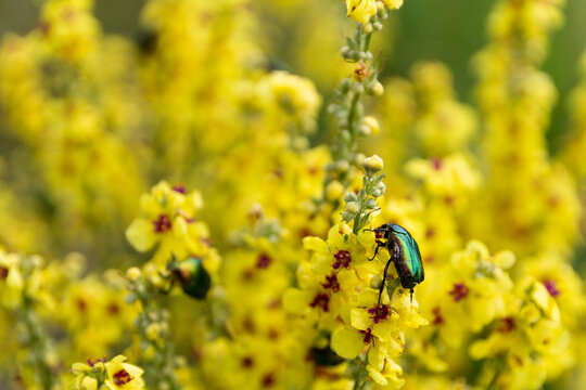 Green rose chafer insect, Cetonia aurata sitting on flower, Palva, Czech republic
