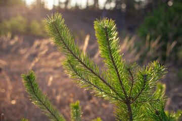 Small young green pine tree  in the sunlight - photo with selective focus