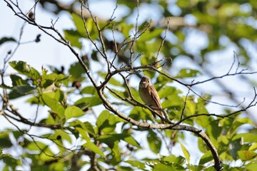 Ferruginous Flycatcher(Musciapidae, Passeriformes)in the Taiwan.