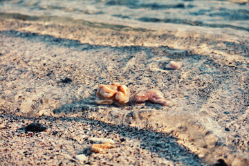 shell on the sand