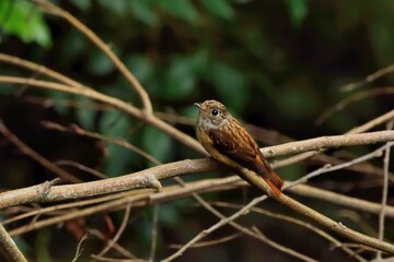 Ferruginous Flycatcher(Musciapidae, Passeriformes)in the Taiwan.