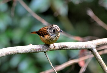 Ferruginous Flycatcher(Musciapidae, Passeriformes)in the Taiwan.