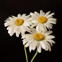 Obraz premium Chamomiles on a black background