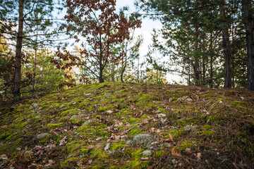 Beautiful natural background with green moss on the forest ground