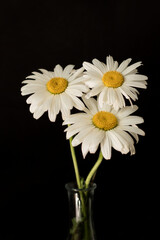 Chamomiles on a black background
