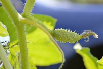 Macro of growing young cucumbers. Blooming cucumber a small cucumber in the garden.