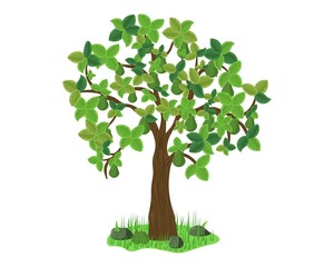 Avocado tree on grass. Vector design Illustration.