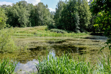 lake in the forest in summer day