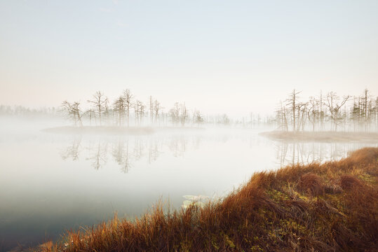 Swampy forest lake in a thick mysterious fog at sunrise. Cenas tirelis, Latvia. Golden sunlight through the evergreen tree trunks. Symmetry reflections on the water. Idyllic autumn landscape
