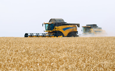 Combine harvester harvests ripe wheat. agriculture.