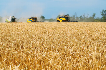 Combine harvester harvests ripe wheat. agriculture.