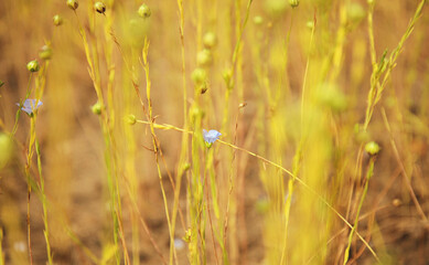 Flax flower on a field, close up