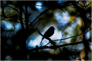 birds on a branch