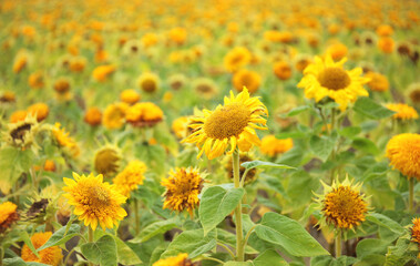 Sunflowers on a field