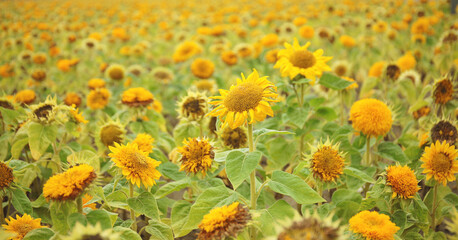 Sunflowers on a field