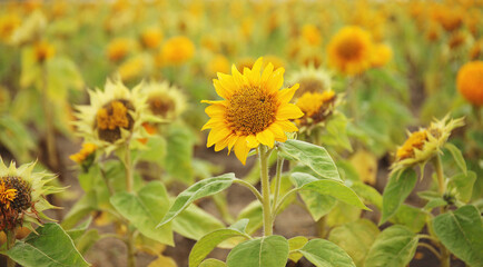 Sunflowers on a field
