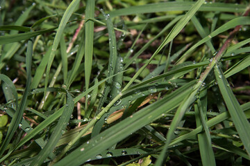 green grass with dew drops