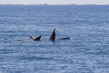 Bryde's whale, Eden's whale eating fish and blowing out air at the surface from twin blowholes at gulf of Thailand