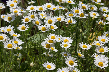 Fototapeta premium Blooming white daisies. herb background.