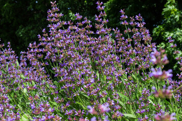 Naklejka premium Blooming purple lavender. herb background