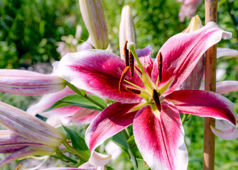 pink lily flower in garden