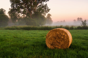 Letni poranek z mgłami w Dolinie Narwi, Podlasie, Polska © podlaski49