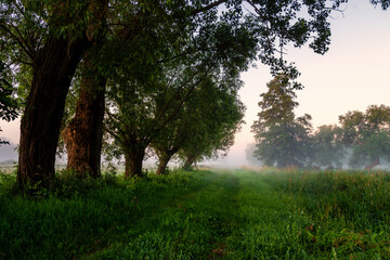 Letni poranek z mgłami w Dolinie Narwi, Podlasie, Polska