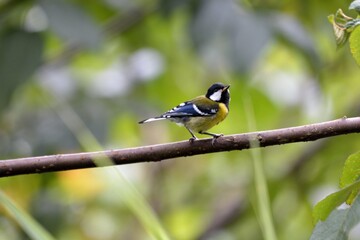 Green-backed Tit bird (Parus monticolus)