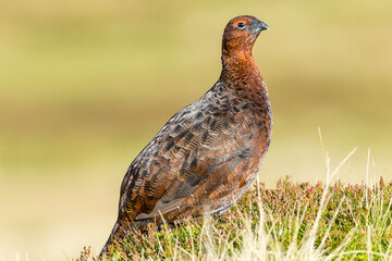 Close up of a Red Grouse male in Autumn.  Sat in natural habitat of heather and grasses, facing right. Clean background.  Horizontal.  Space for copy.