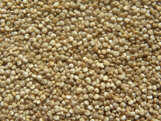 Beige color raw whole Quinoa seeds