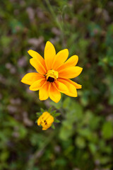 garden flowers bright yellow field plants on a background of green grass