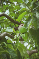Ripe green apples on a branch