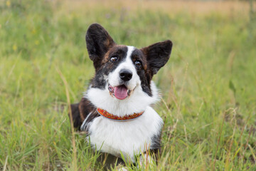 young welsh corgi cardigan in a beautiful collar sits on the grass in flowers