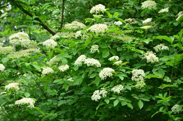 bialy kwiaty na krzewie