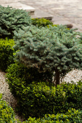 Decorative small coniferous trees for decoration of city gardening