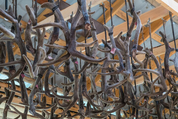 Drying of maral antlers. Maral breeding in Altai, Siberia.