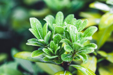 Nature Macro Leaf Flower