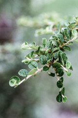 green leaves on the tree