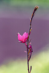 pink rose flower