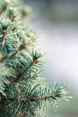 christmas tree branches