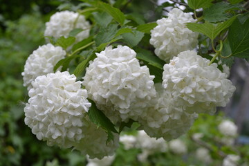 white hydrangea flowers in the garden of the old house