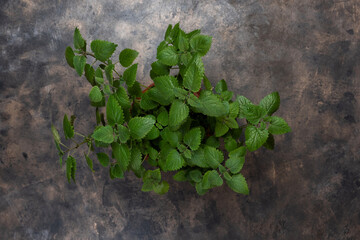 Obraz na płótnie Canvas Lemon balm mint herb or Melissa officinalis on a dark background. Old metal tray. Flat lay, copy space for text