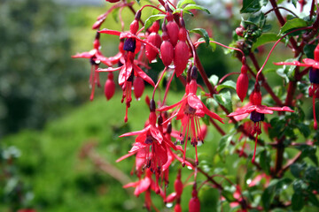 Fuchsia flower in a garden