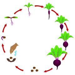 Growth stage of red beet is isolated on a white background.