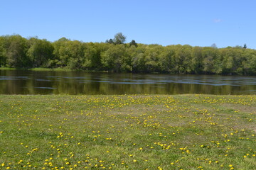 summer landscape with lake and flowers