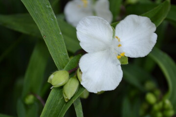 lily of the valley flower