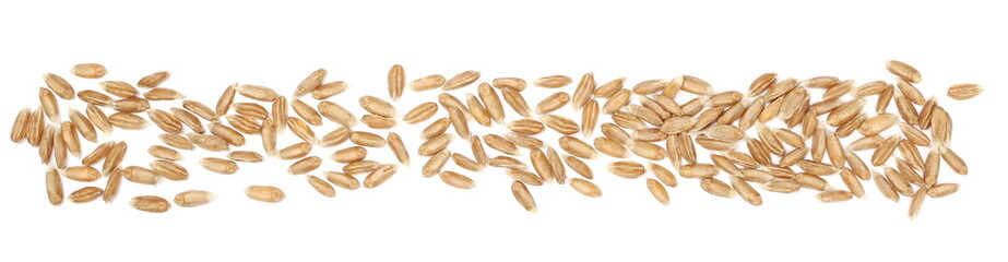 Spelt grains line, row pile isolated on white background, top view